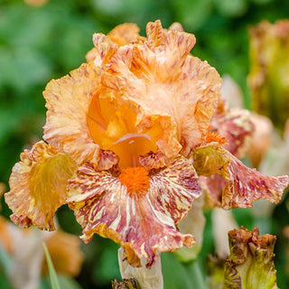 Cheetah Cheese Tall Bearded Iris